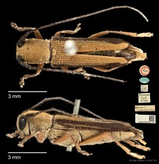 Menesia palliata • © Ang Yuchen • CC BY 4.0