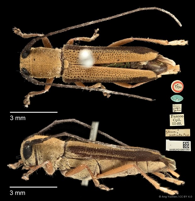 Menesia palliata • © Ang Yuchen • CC BY 4.0