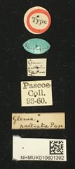 Menesia palliata • All Rights Reserved Museum Label