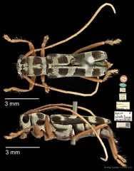 Menesia pulchella • © Ang Yuchen • CC BY 4.0