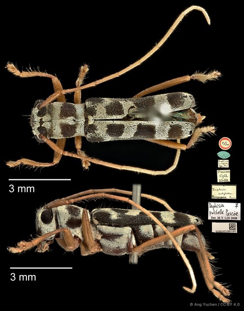 Menesia pulchella • © Ang Yuchen • CC BY 4.0
