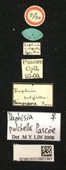 Menesia pulchella • All Rights Reserved Museum Label