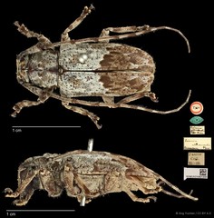 Mesosa (Saimia) albidorsalis • © Ang Yuchen • CC BY 4.0