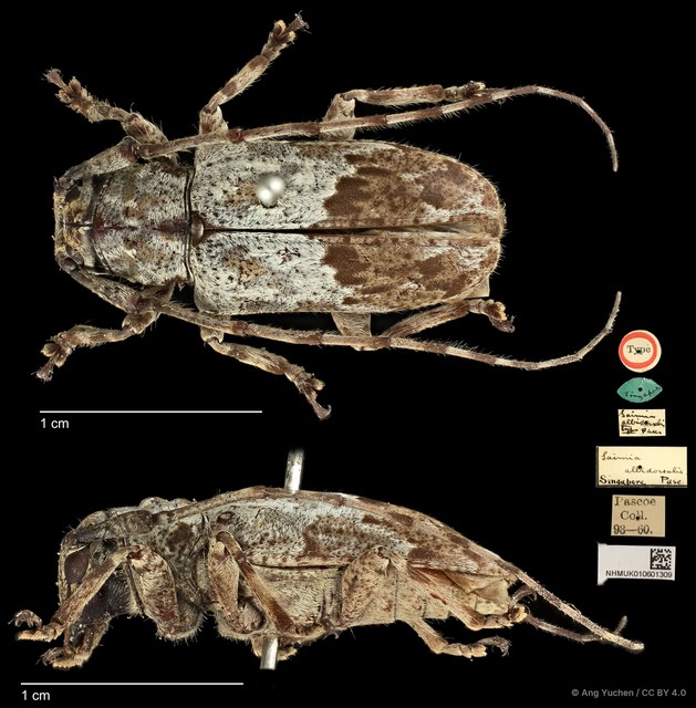 Mesosa (Saimia) albidorsalis • © Ang Yuchen • CC BY 4.0