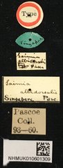 Mesosa (Saimia) albidorsalis • All Rights Reserved Museum Label