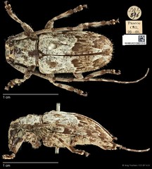 Mesosa (Saimia) albidorsalis • © Ang Yuchen • CC BY 4.0