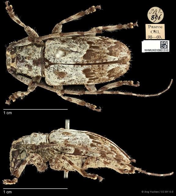Mesosa (Saimia) albidorsalis