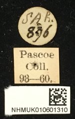 Mesosa (Saimia) albidorsalis • All Rights Reserved Museum Label