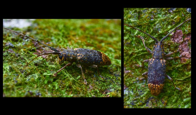 Myagrus vinosus