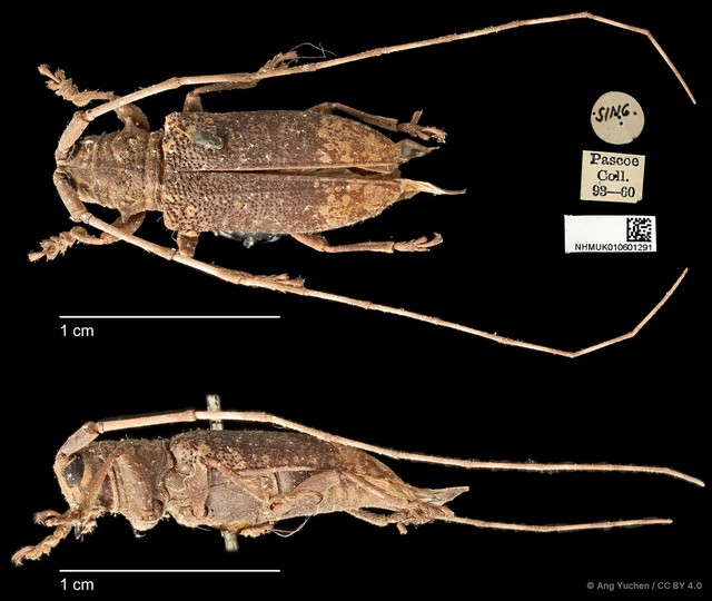 Myagrus vinosus • © Ang Yuchen • CC BY 4.0