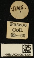 Myagrus vinosus • All Rights Reserved Museum Label