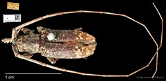 Myagrus vinosus • © Ang Yuchen • CC BY 4.0