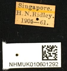 Myagrus vinosus • All Rights Reserved Museum Label