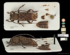 Mycerinopsis arator • © Ang Yuchen • CC BY 4.0