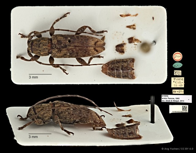 Mycerinopsis arator • © Ang Yuchen • CC BY 4.0