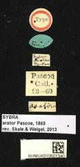 Mycerinopsis arator • All Rights Reserved Museum Label