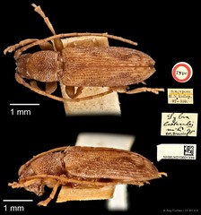 Mycerinopsis lateralis • © Ang Yuchen • CC BY 4.0