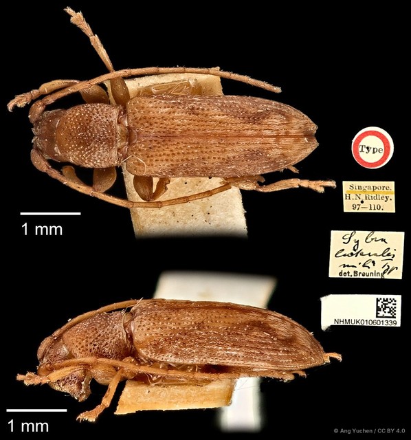 Mycerinopsis lateralis • © Ang Yuchen • CC BY 4.0