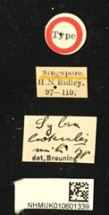 Mycerinopsis lateralis • All Rights Reserved Museum Label