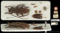 Mycerinopsis propinqua (Breuning, 1939)
