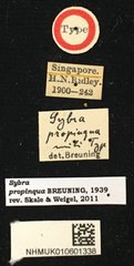 Mycerinopsis propinqua • All Rights Reserved Museum Label