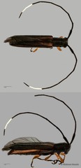 Nyctimenius tristis • © Maimon Hussin • All Rights Reserved