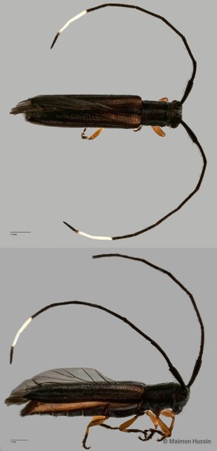 Nyctimenius tristis