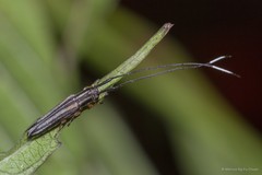 Nyctimenius varicornis • © Marcus Ng Fu Chuan • All Rights Reserved