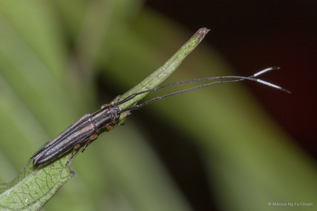 Nyctimenius varicornis