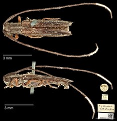 Nyctimenius varicornis • © Ang Yuchen • CC BY 4.0