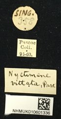Nyctimenius varicornis • All Rights Reserved Museum Label