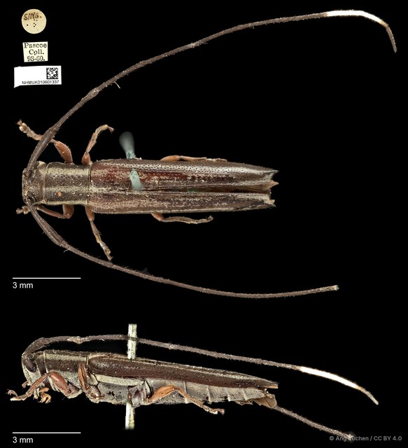 Nyctimenius varicornis