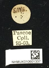 Nyctimenius varicornis • All Rights Reserved Museum Label