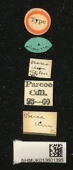 Oberea clara • All Rights Reserved Museum Label