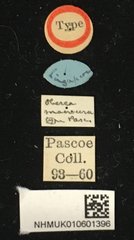Oberea compta • All Rights Reserved Museum Label