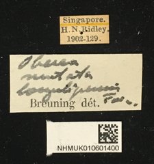 Oberea mutata • All Rights Reserved Museum Label