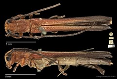 Oberea praedita • © Ang Yuchen • CC BY 4.0