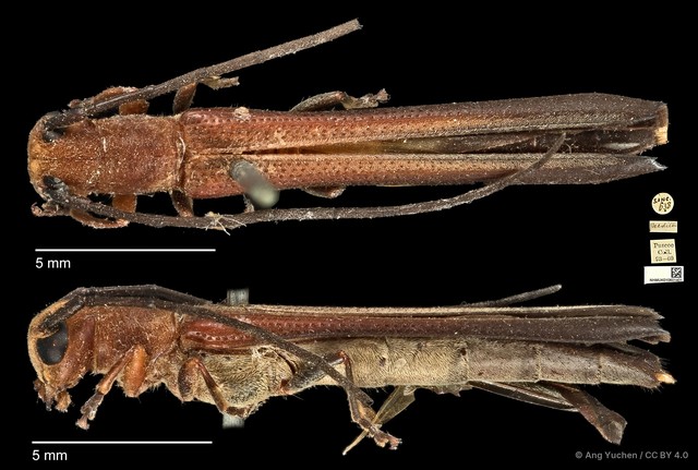 Oberea praedita • © Ang Yuchen • CC BY 4.0