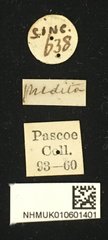 Oberea praedita • All Rights Reserved Museum Label