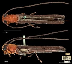 Oberea rubetra • © Ang Yuchen • CC BY 4.0