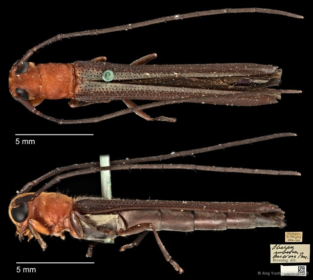 Oberea rubetra • © Ang Yuchen • CC BY 4.0