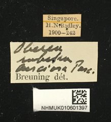 Oberea rubetra • All Rights Reserved Museum Label
