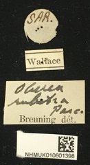 Oberea rubetra • All Rights Reserved Museum Label