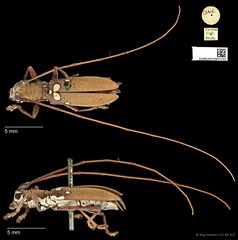 Olenecamptus bilobus • © Ang Yuchen • CC BY 4.0