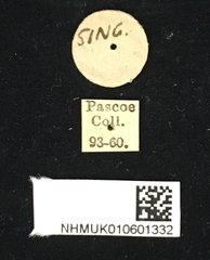 Olenecamptus bilobus • All Rights Reserved Museum Label