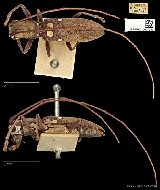 Olenecamptus bilobus