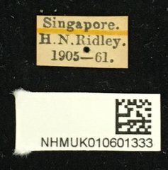 Olenecamptus bilobus • All Rights Reserved Museum Label