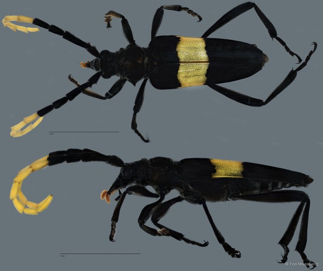 Pachyteria dimidiata • © Foo Maosheng • All Rights Reserved