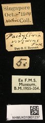 Pachyteria virescens • All Rights Reserved Museum Label