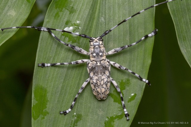 Palimna annulata • © Marcus Ng Fu Chuan • CC BY-NC-ND 4.0